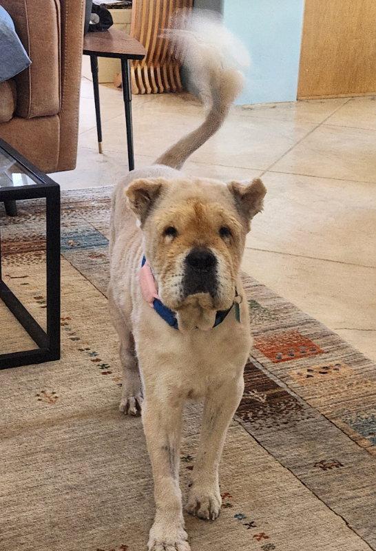 Enlarge Chowder, a Adoptable Shar-Pei in Lake Forest, CA image 1/3