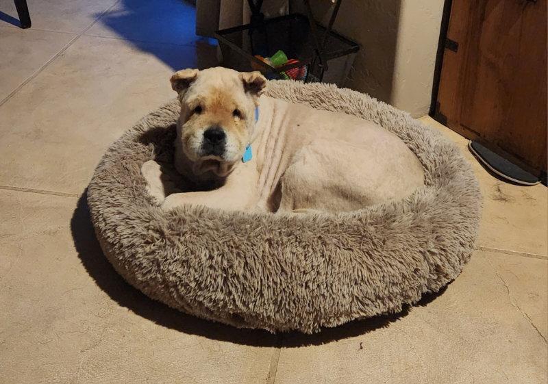 Enlarge Chowder, a Adoptable Shar-Pei in Lake Forest, CA image 2/3