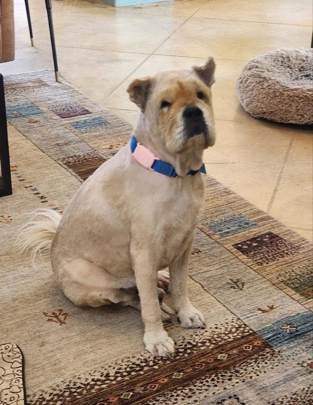 Enlarge Chowder, a Adoptable Shar-Pei in Lake Forest, CA image 3/3