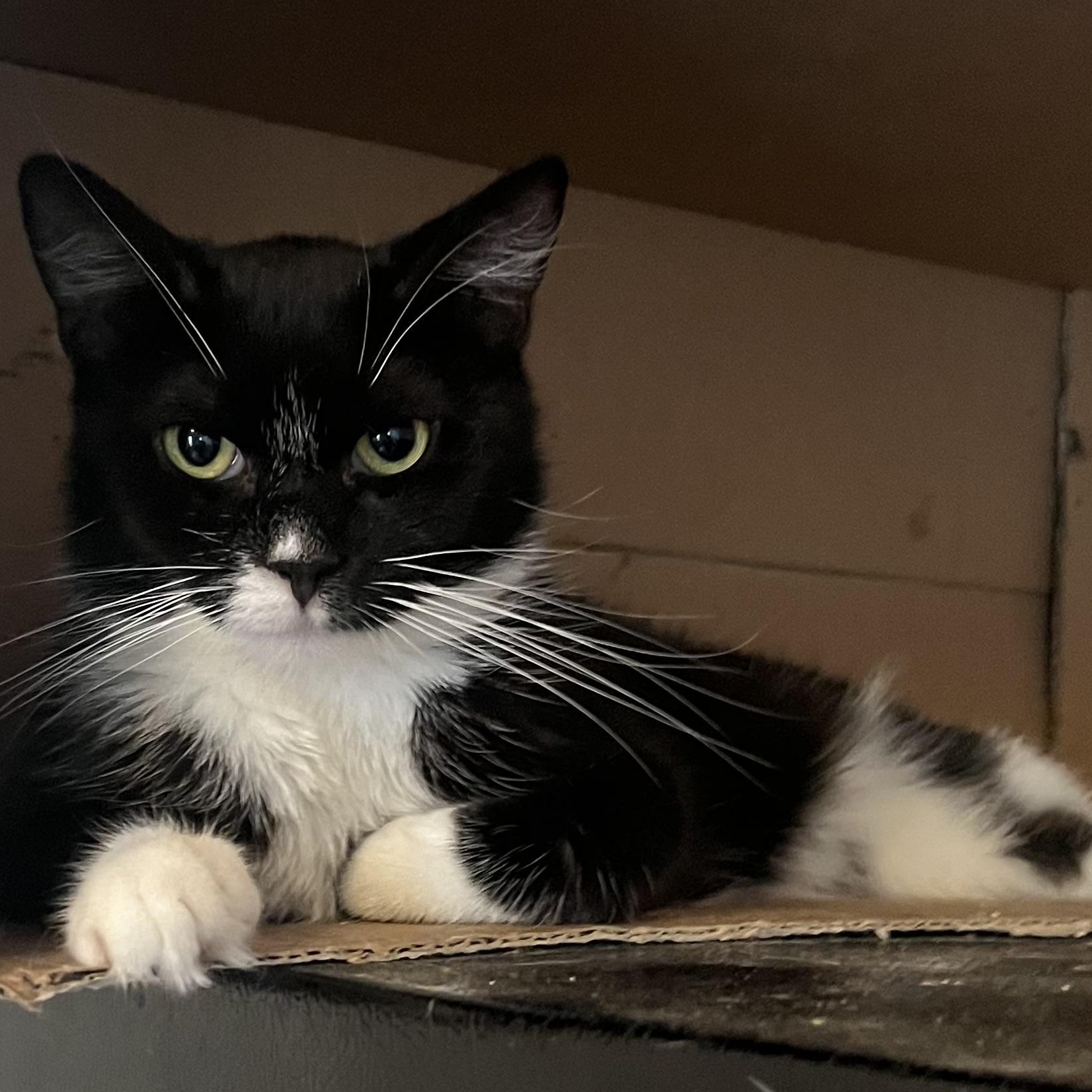 Danya 1