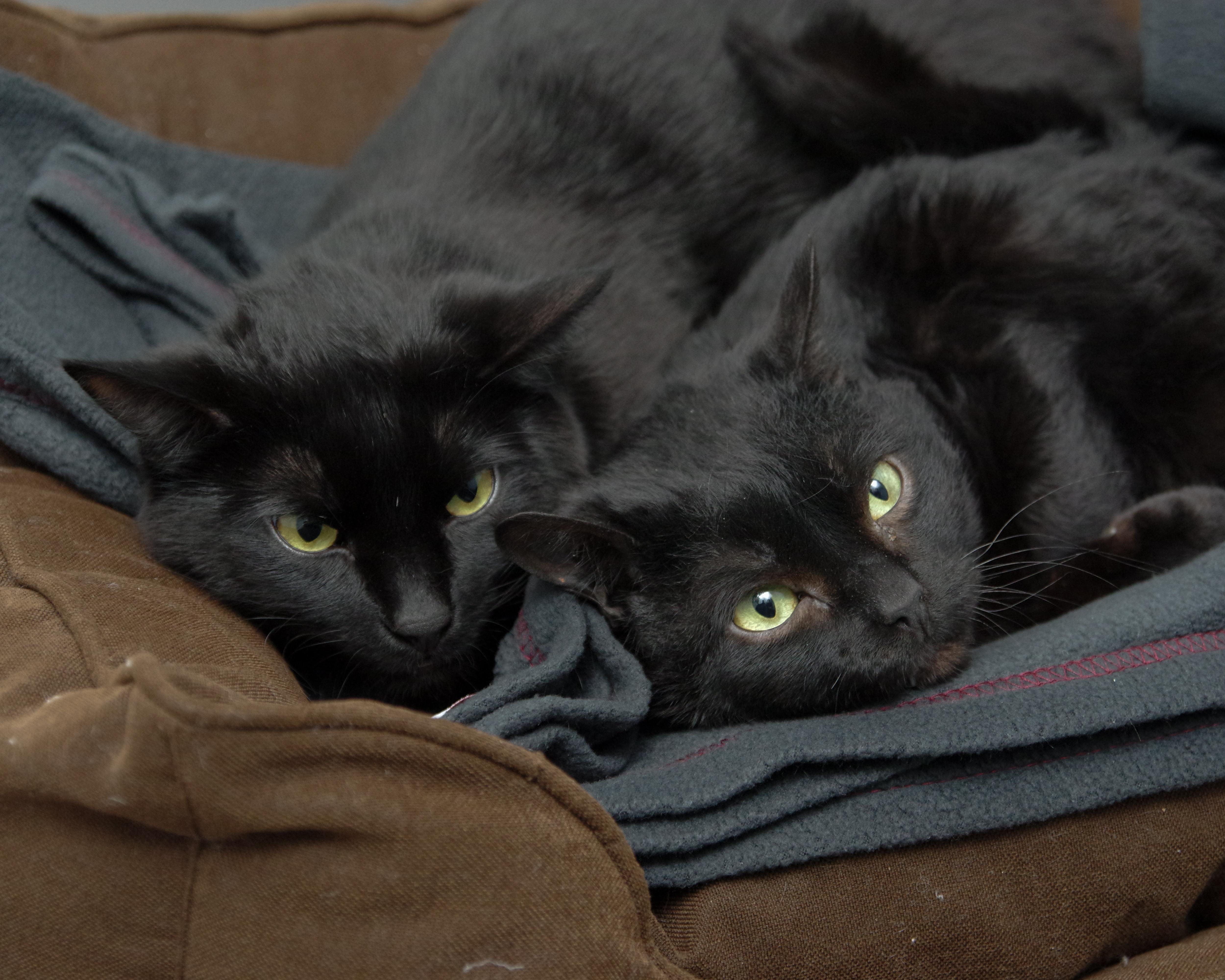 Enlarge Jupiter, a ADOPTABLE American Shorthair in Scituate, MA image 4/4