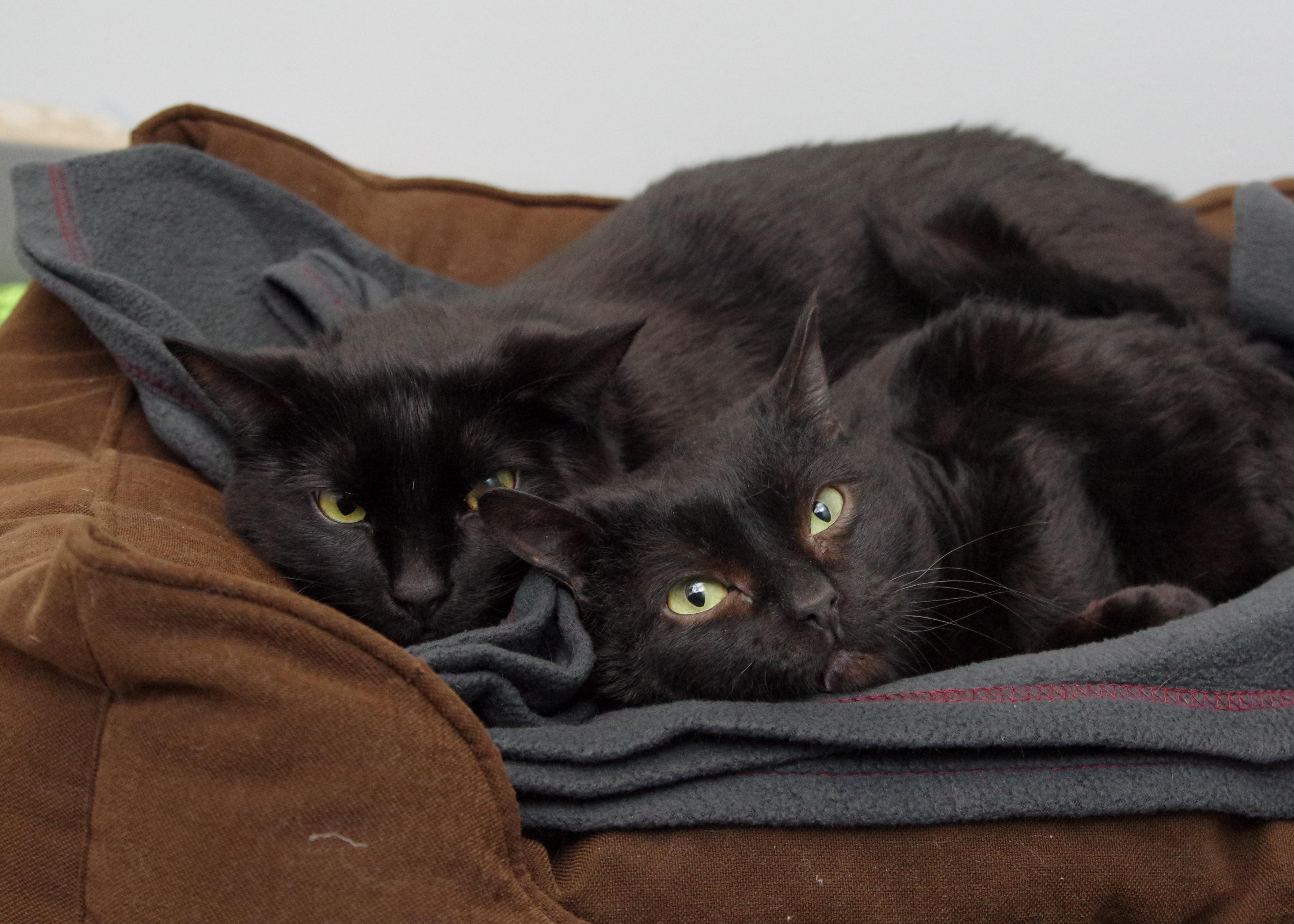 Enlarge Jupiter, a ADOPTABLE American Shorthair in Scituate, MA image 3/4