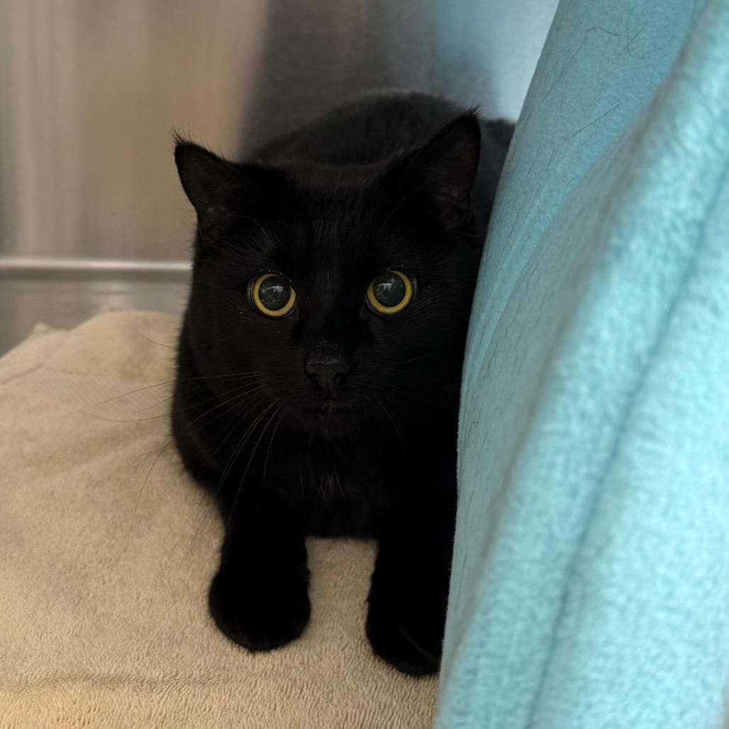 Enlarge Jupiter, a ADOPTABLE American Shorthair in Scituate, MA image 2/2