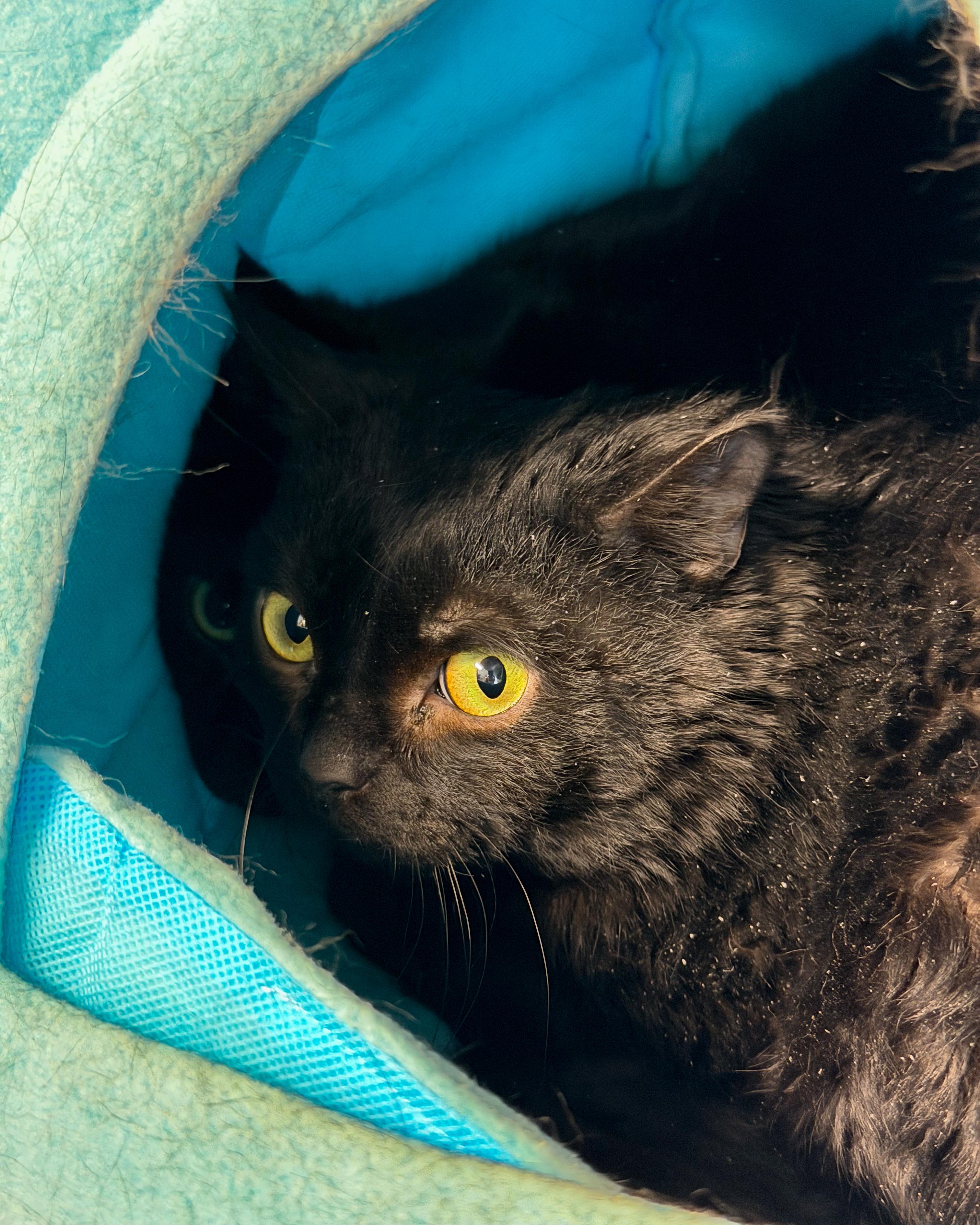 Jupiter, ADOPTABLE, Young Male American Shorthair.