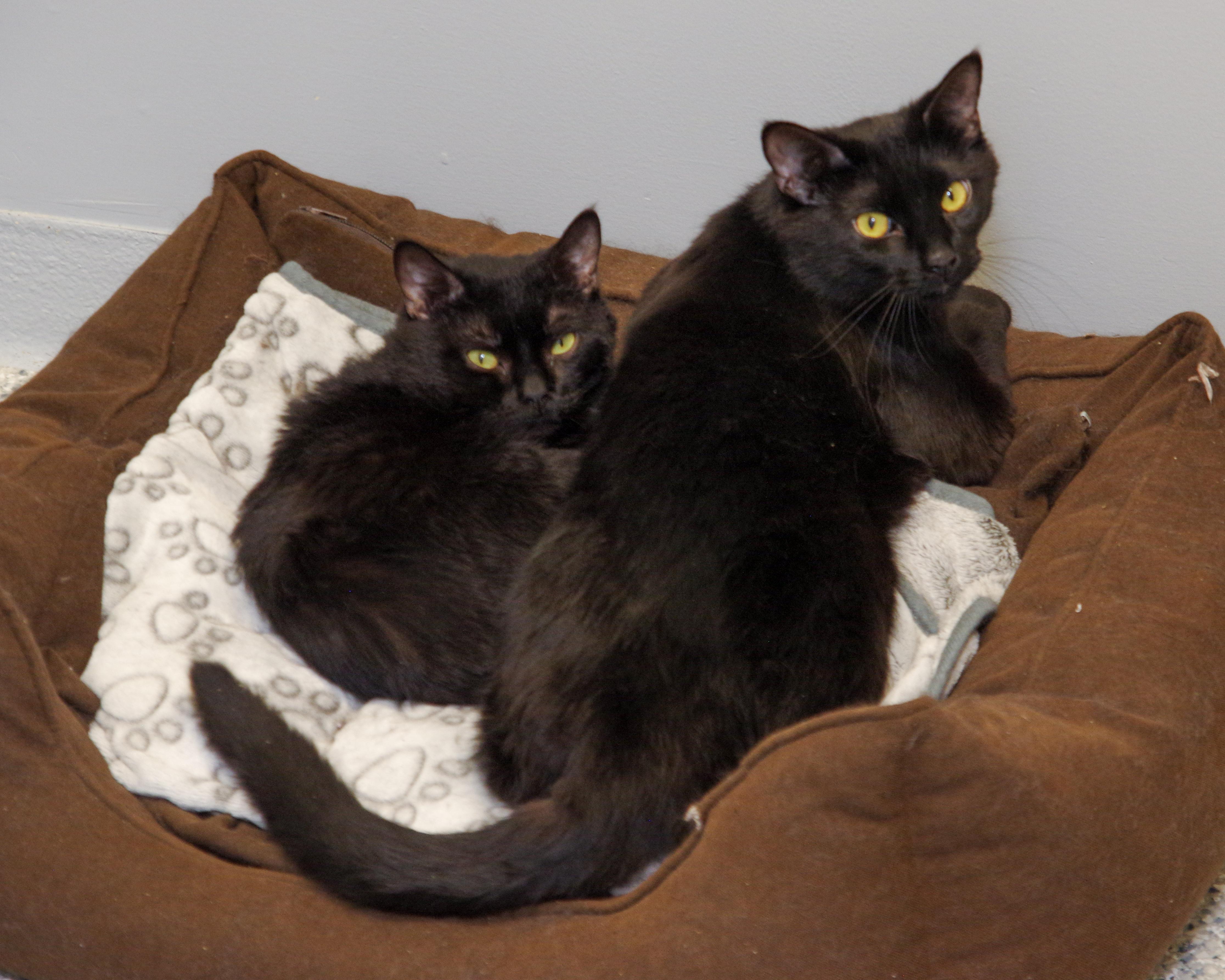 Jupiter, an adoptable American Shorthair in Scituate, MA image 5/5