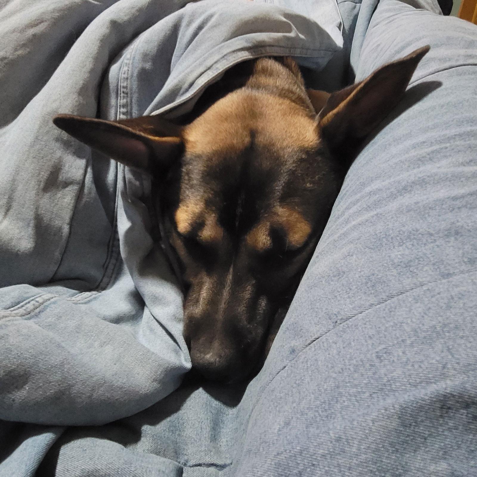 Marco, Adoptable, Young Male Shepherd & Pit Bull Terrier.