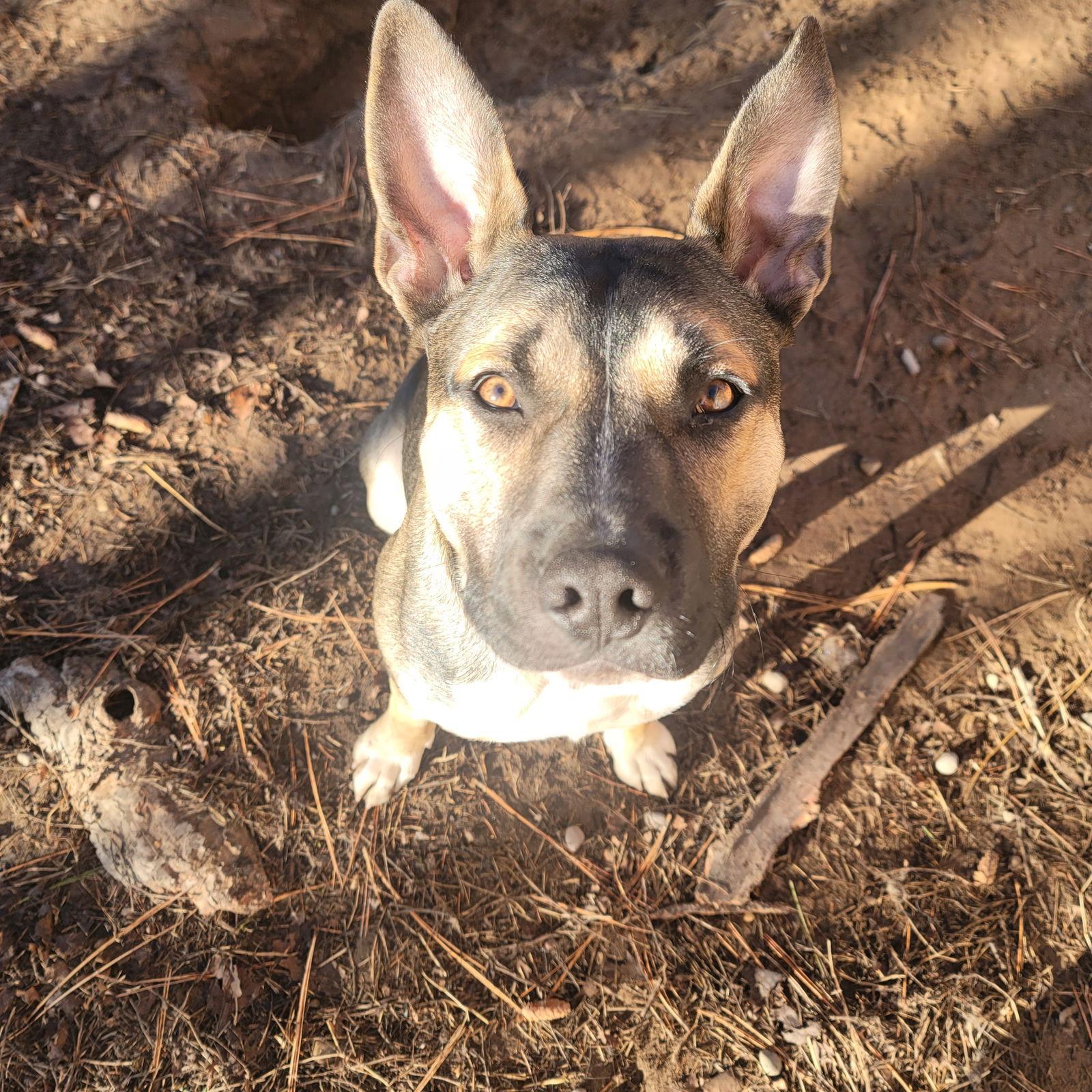 Enlarge Marco, a Adoptable mixed breed in Polson, MT image 2/3