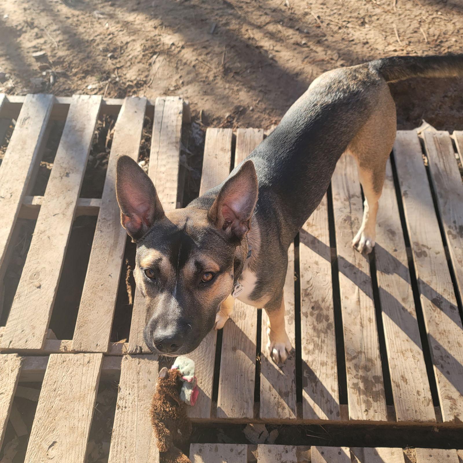 Enlarge Marco, a Adoptable mixed breed in Polson, MT image 3/3