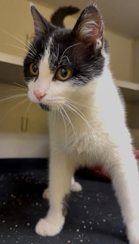 Sticky Note, Adoptable, Adult Female Domestic Short Hair.
