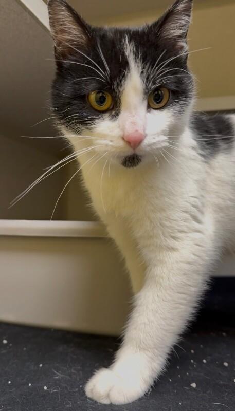 Sticky Note, a Adoptable mixed breed in Osseo, MI image 2/3