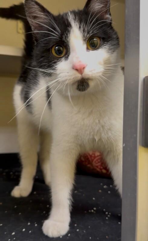 Sticky Note, a Adoptable mixed breed in Osseo, MI image 3/3