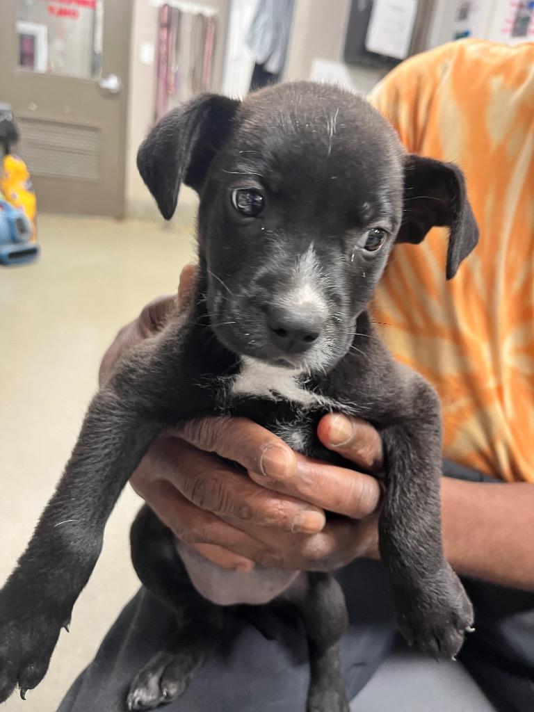 Olivia, Adoptable, Puppy Female Terrier.
