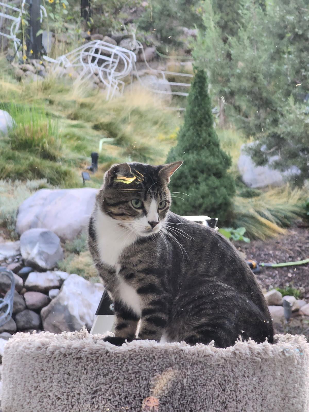 Buddy, Adopted, Young Male Tabby.