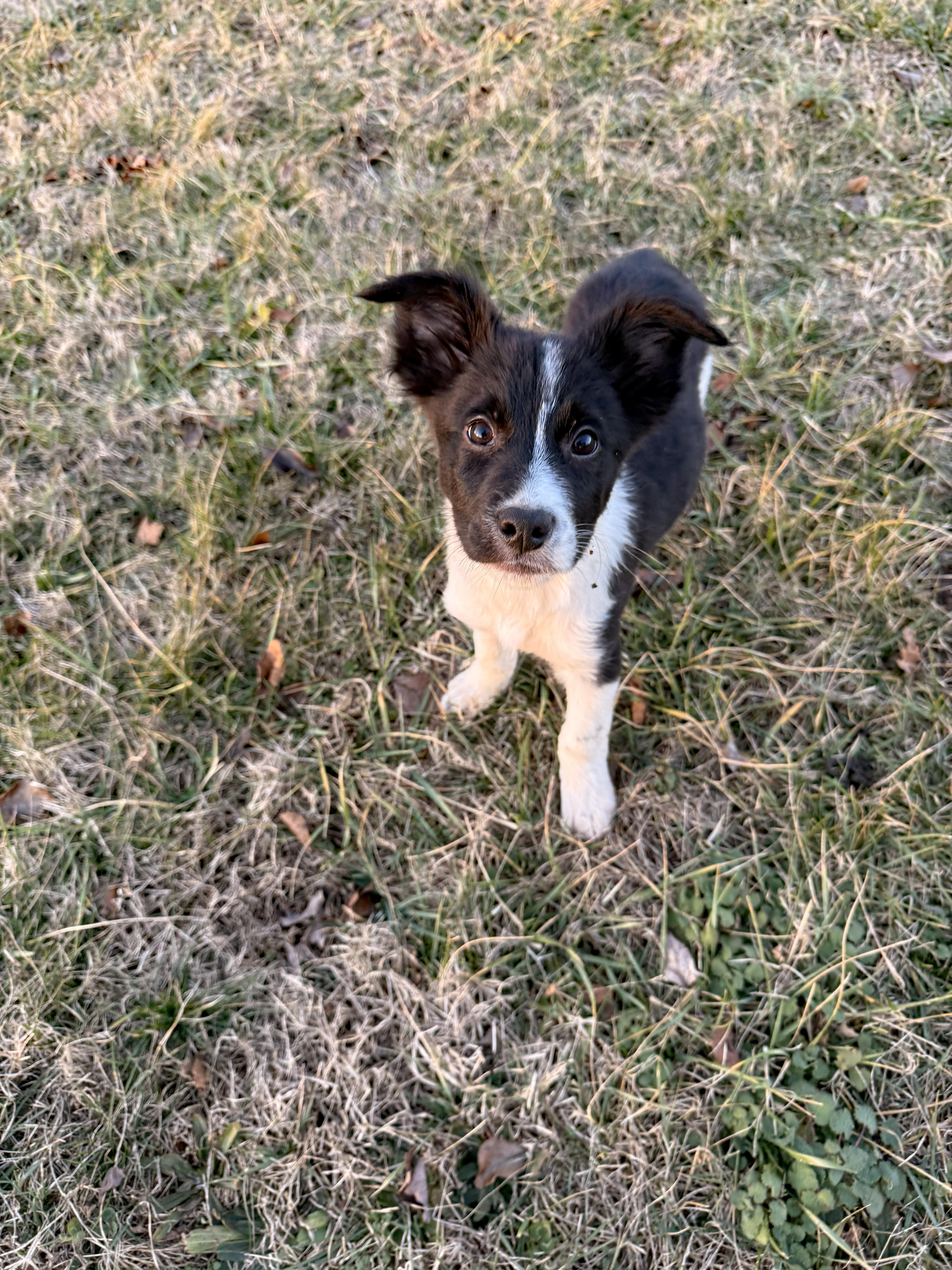 Enlarge Sweet Percy, an adopted mixed breed in Marion, NC image 2/2