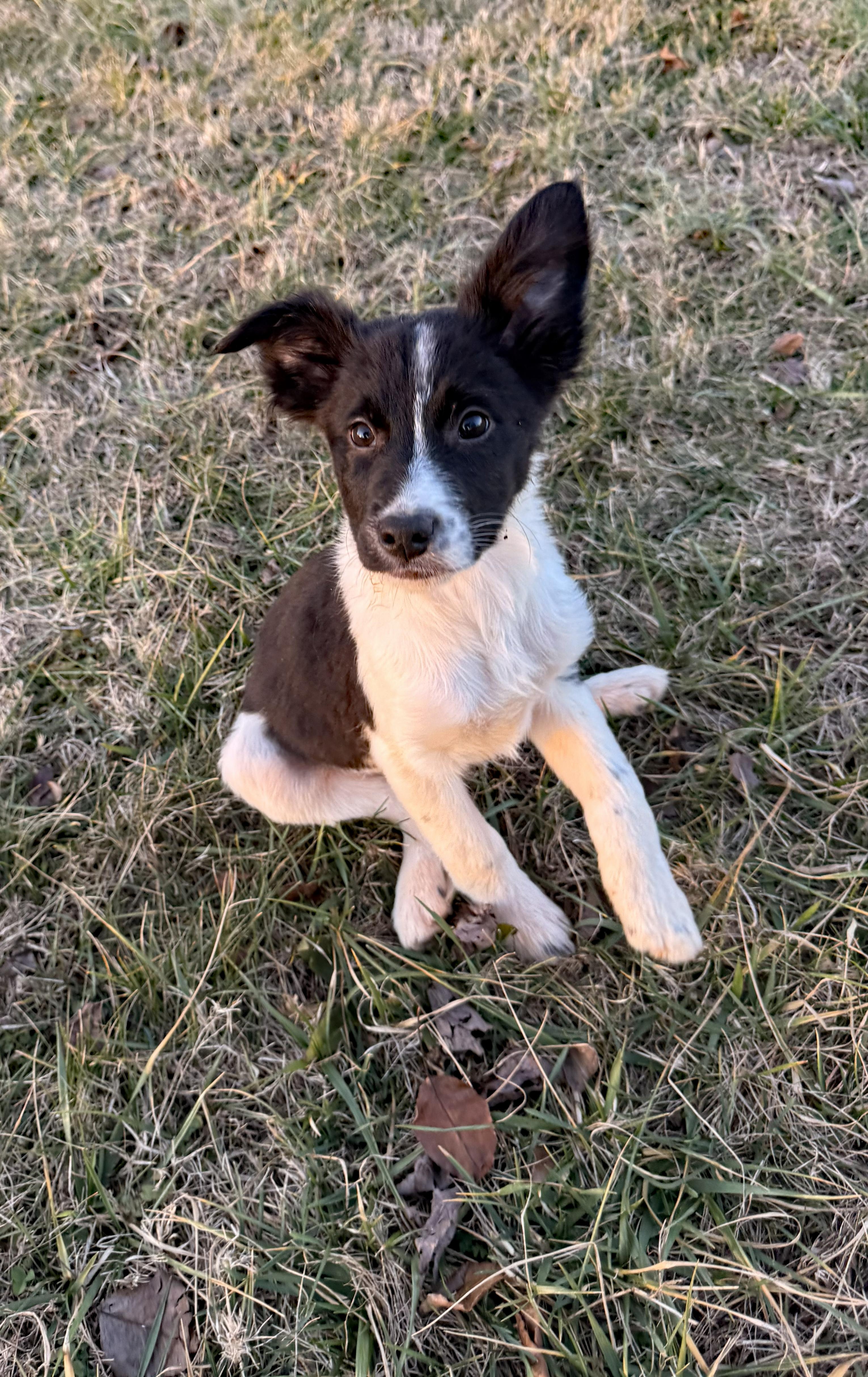 Enlarge Sweet Percy, an adopted mixed breed in Marion, NC image 1/2
