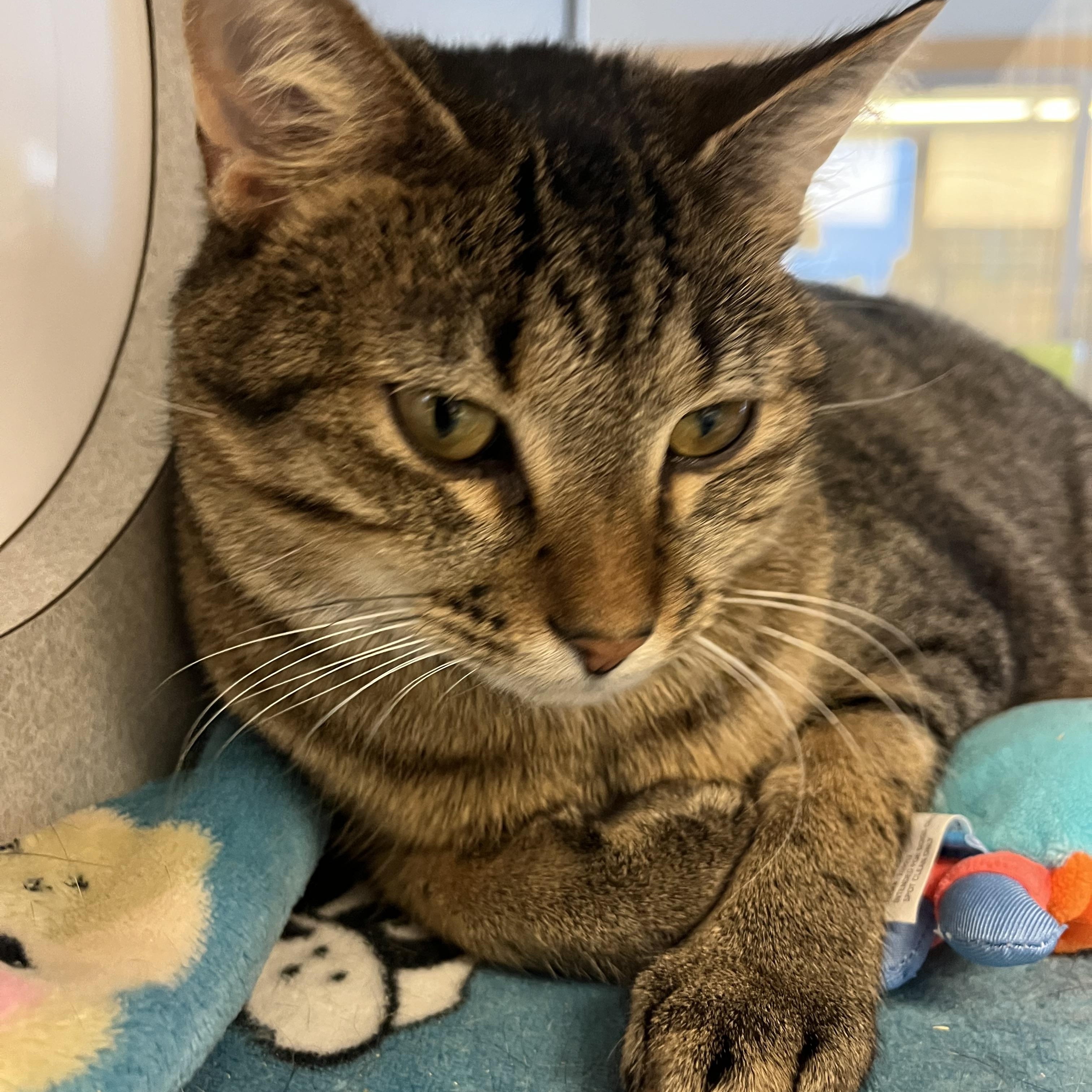 Steffan, Adoptable, Adult Male Domestic Short Hair.