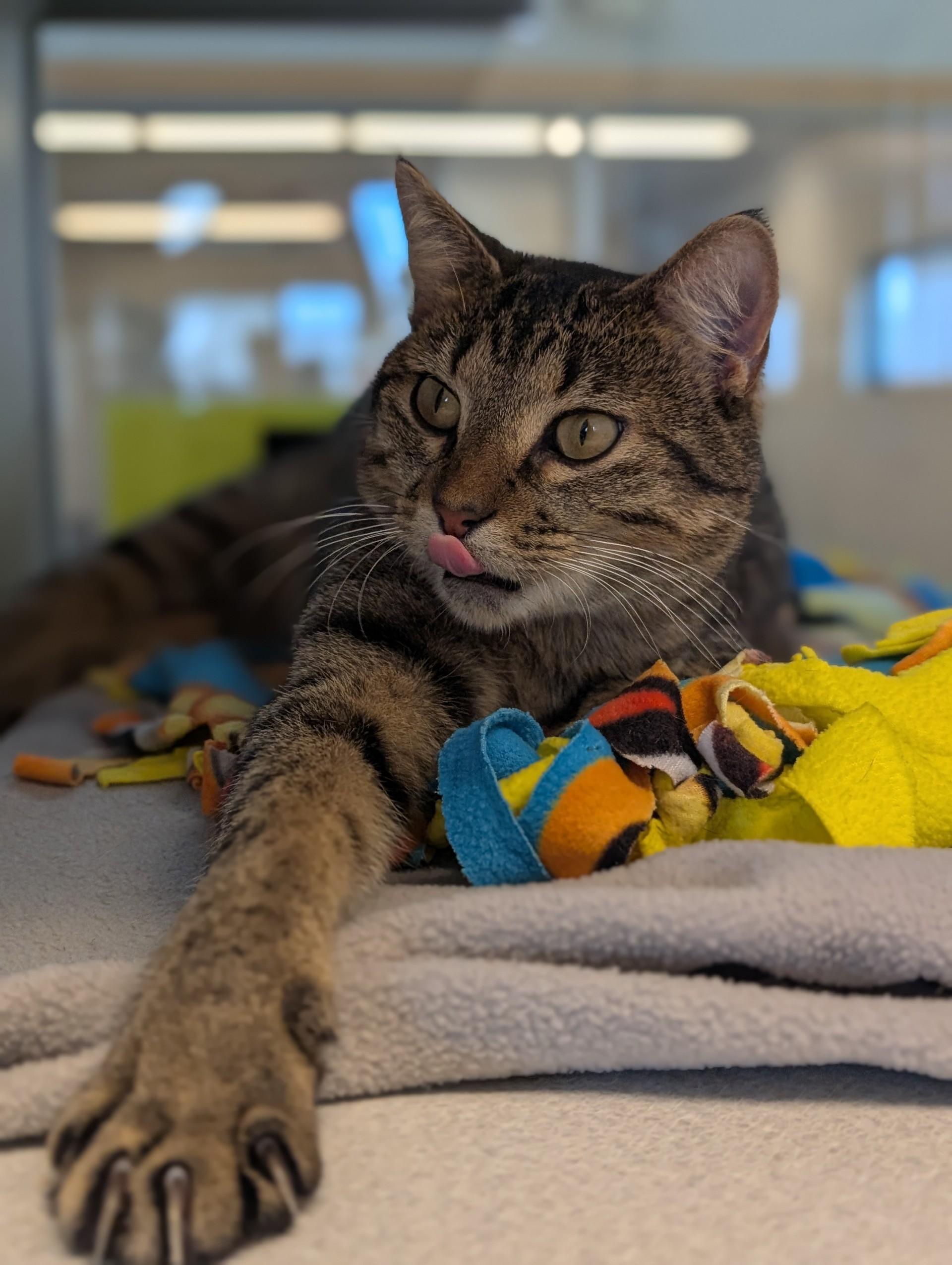 Steffan Located @ PetSmart Near Lindale Mall