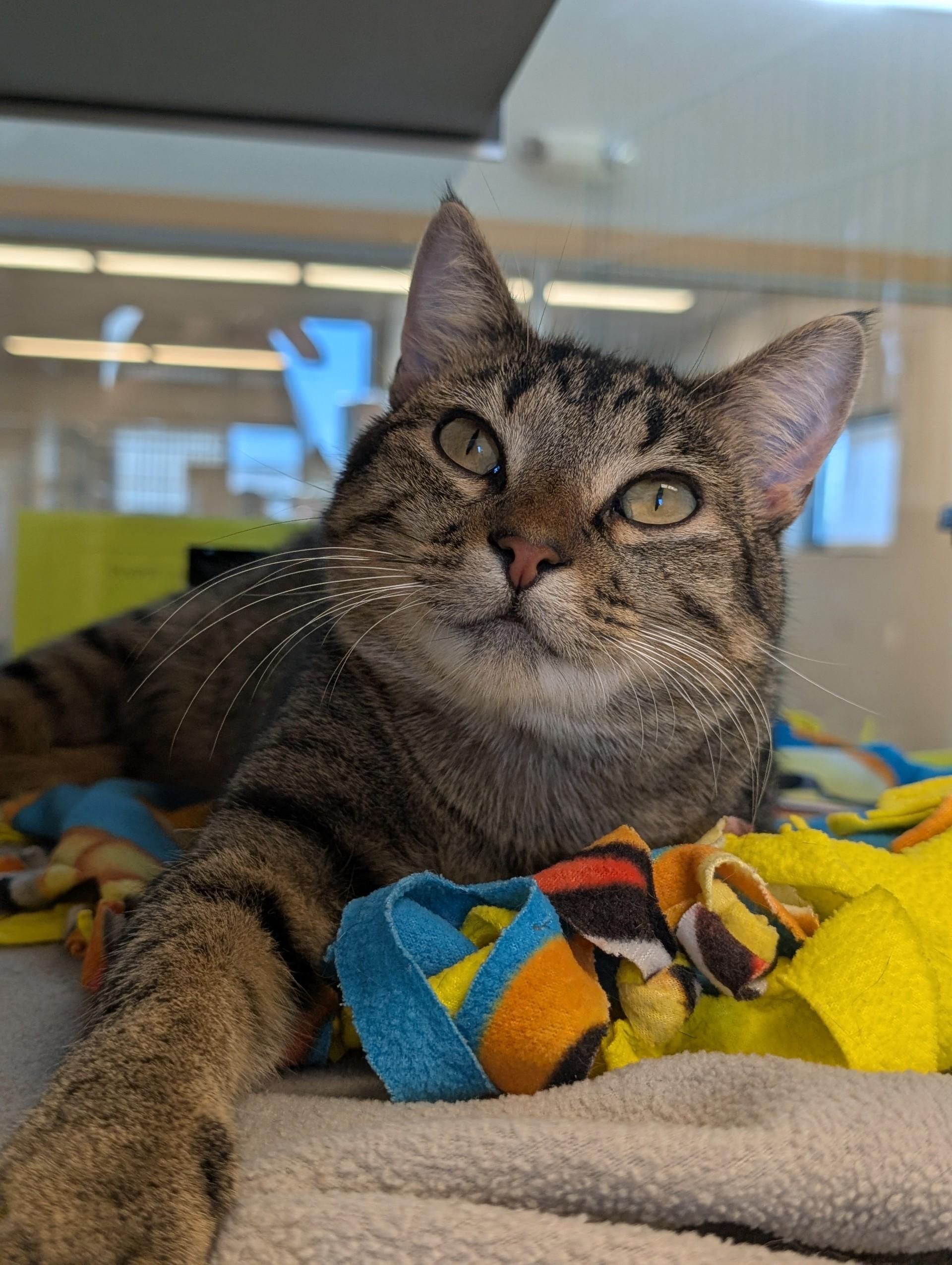 Steffan, Adoptable, Adult Male Domestic Short Hair.