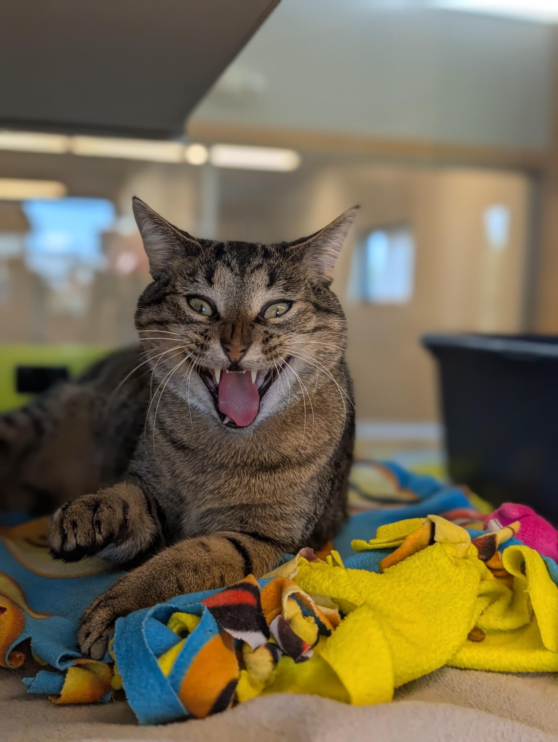 Enlarge Steffan, a Adoptable mixed breed in Cedar Rapids, IA image 3/3