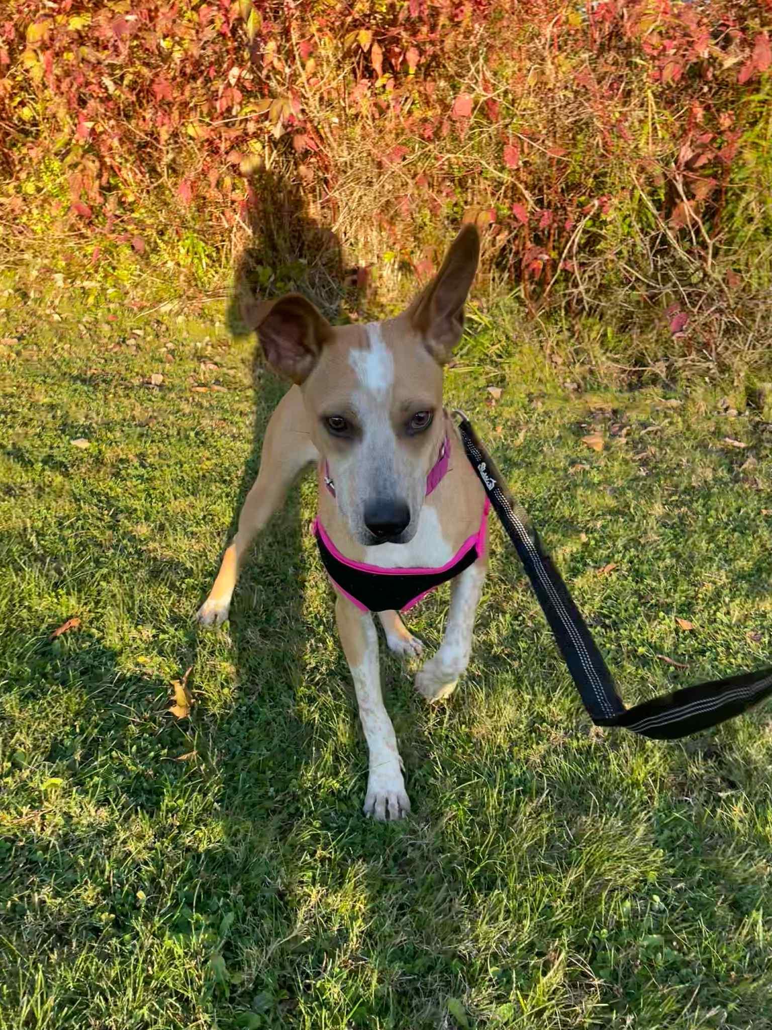Enlarge Roxy, a Adoptable mixed breed in Woodstock, ON image 2/6