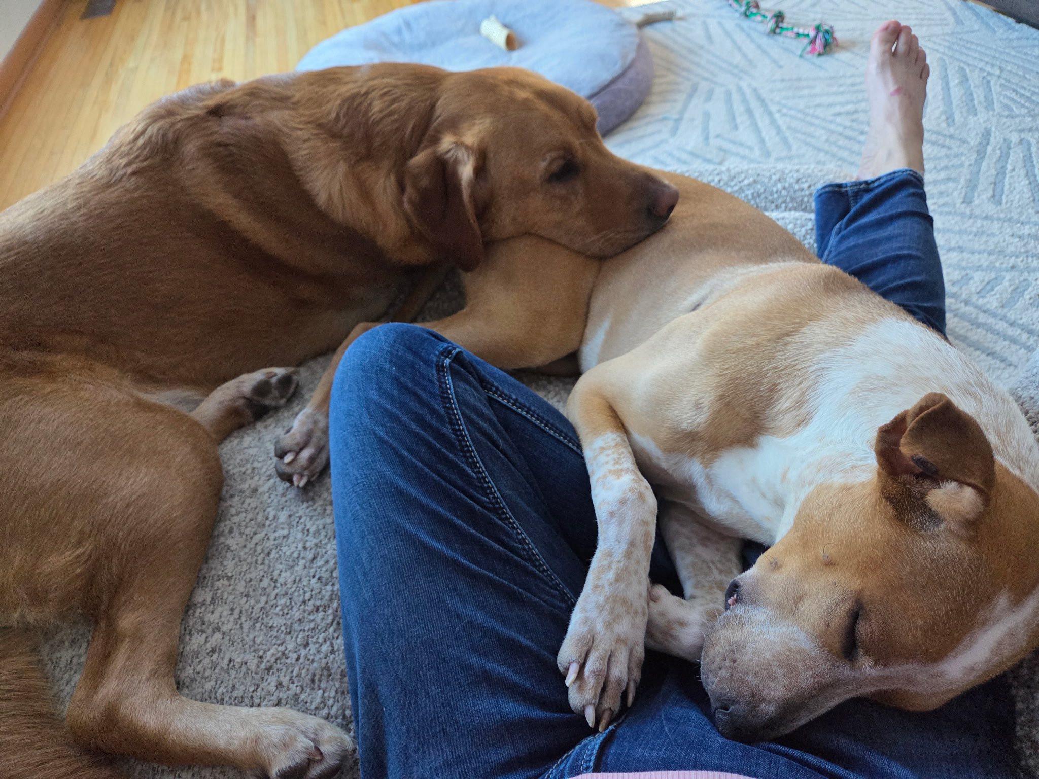 Enlarge Roxy, a Adoptable mixed breed in Woodstock, ON image 3/6