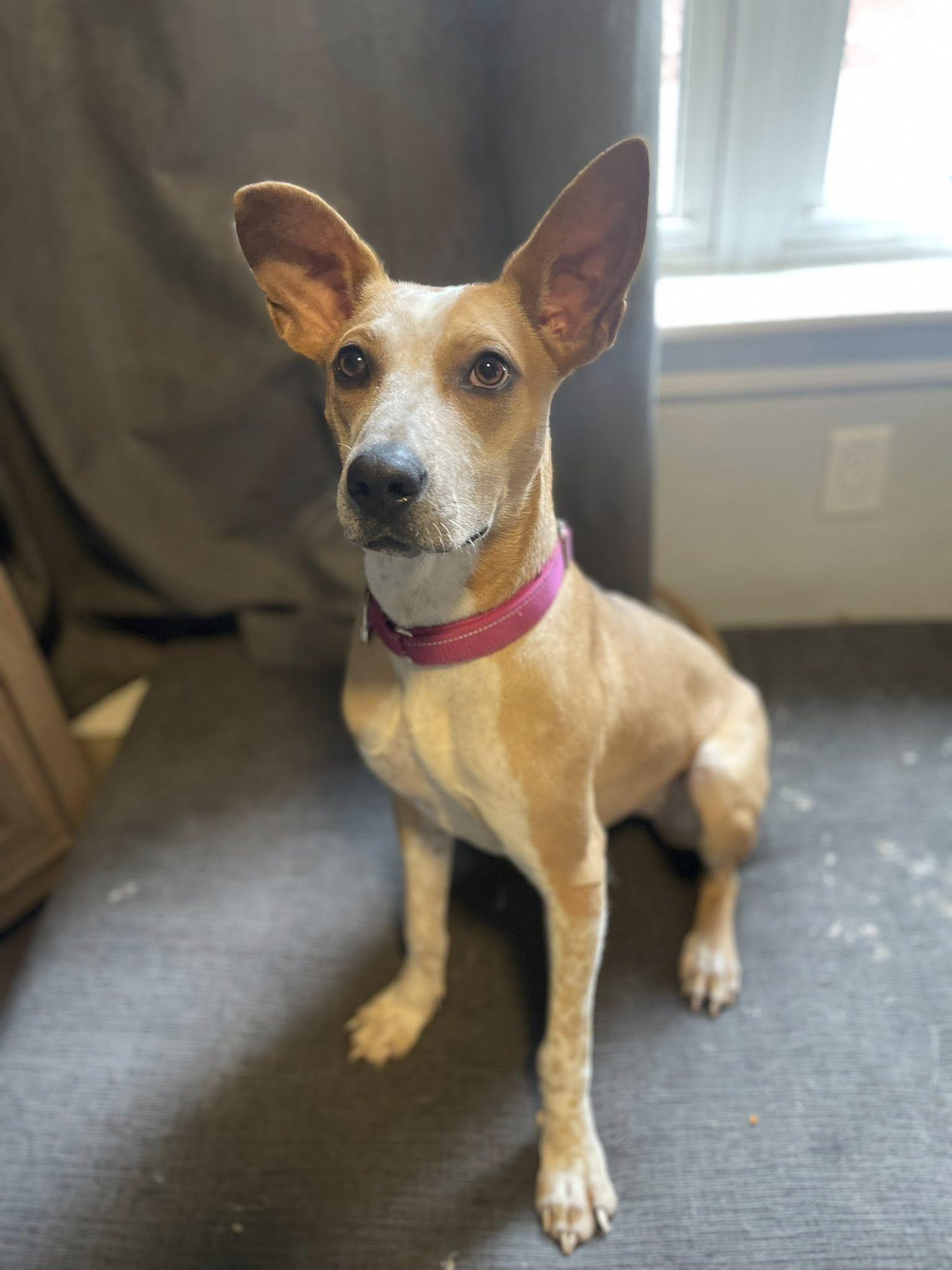 Roxy, Adoptable, Young Female Cattle Dog & Terrier.
