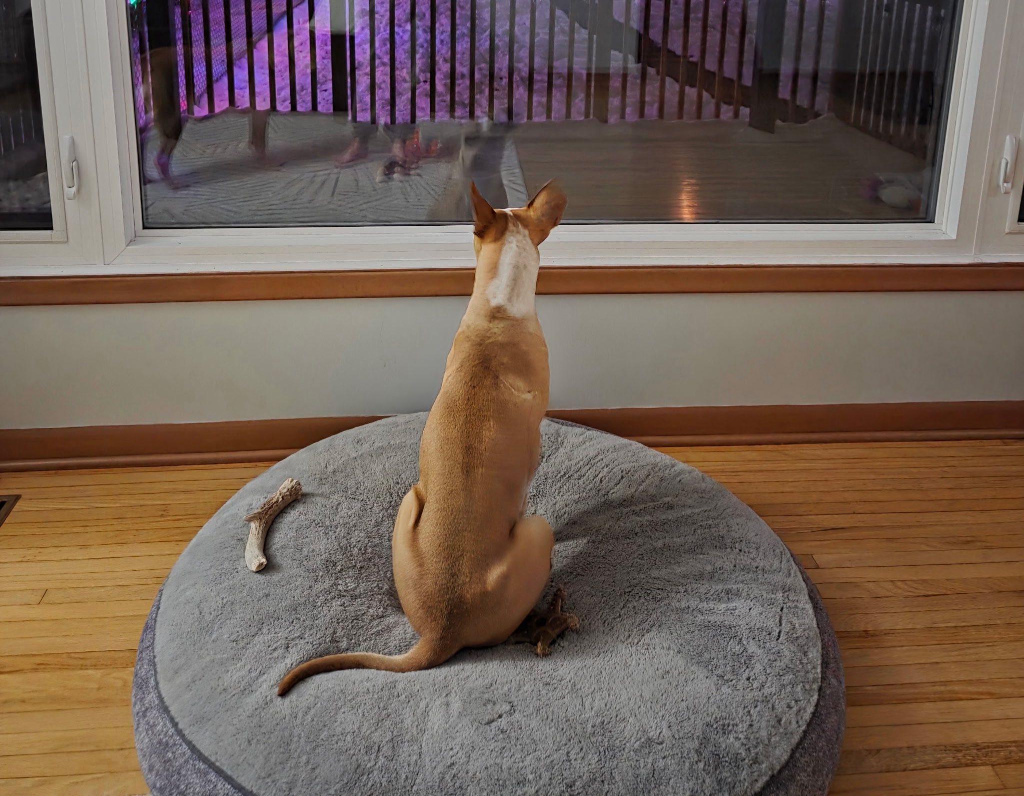 Enlarge Roxy, a Adoptable mixed breed in Woodstock, ON image 6/6