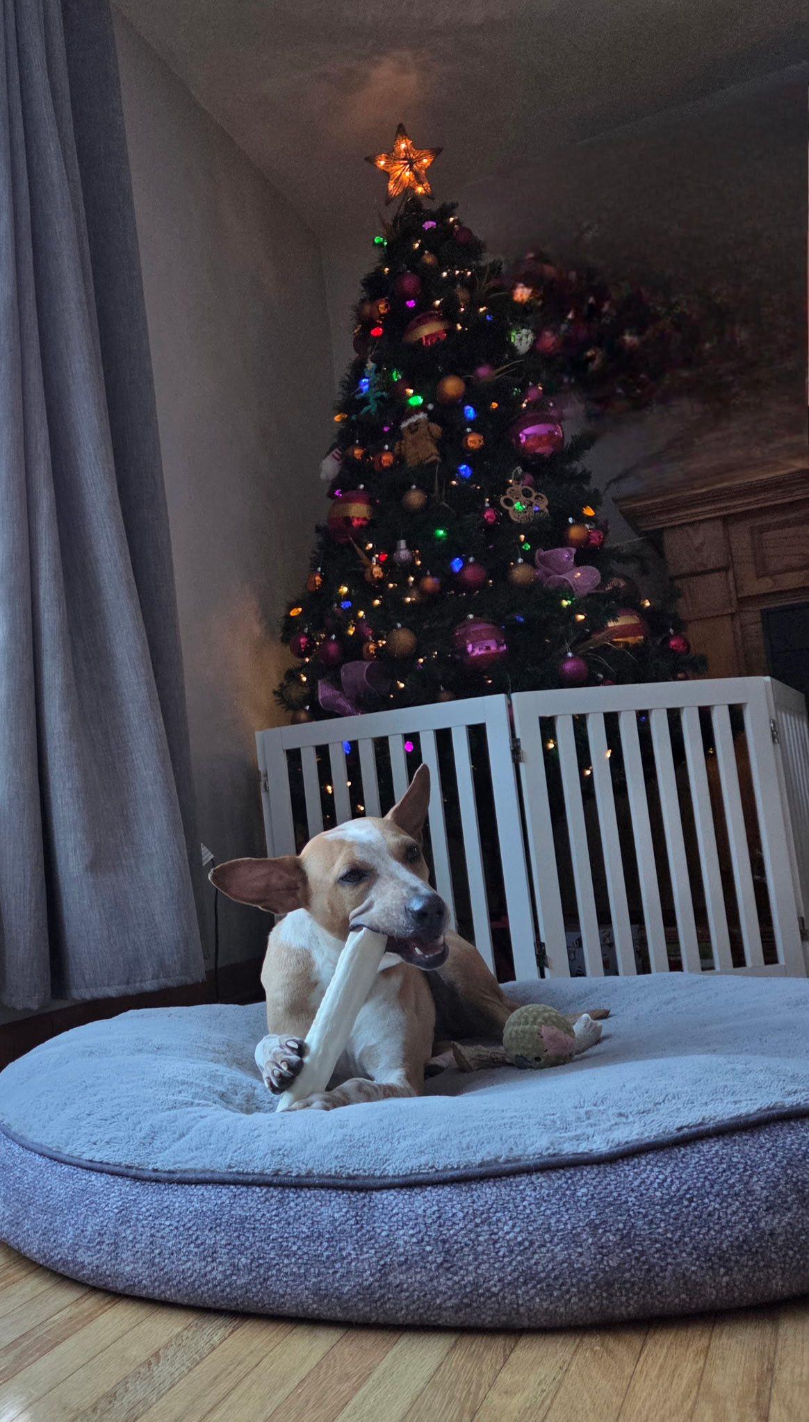 Enlarge Roxy, a Adoptable mixed breed in Woodstock, ON image 4/6