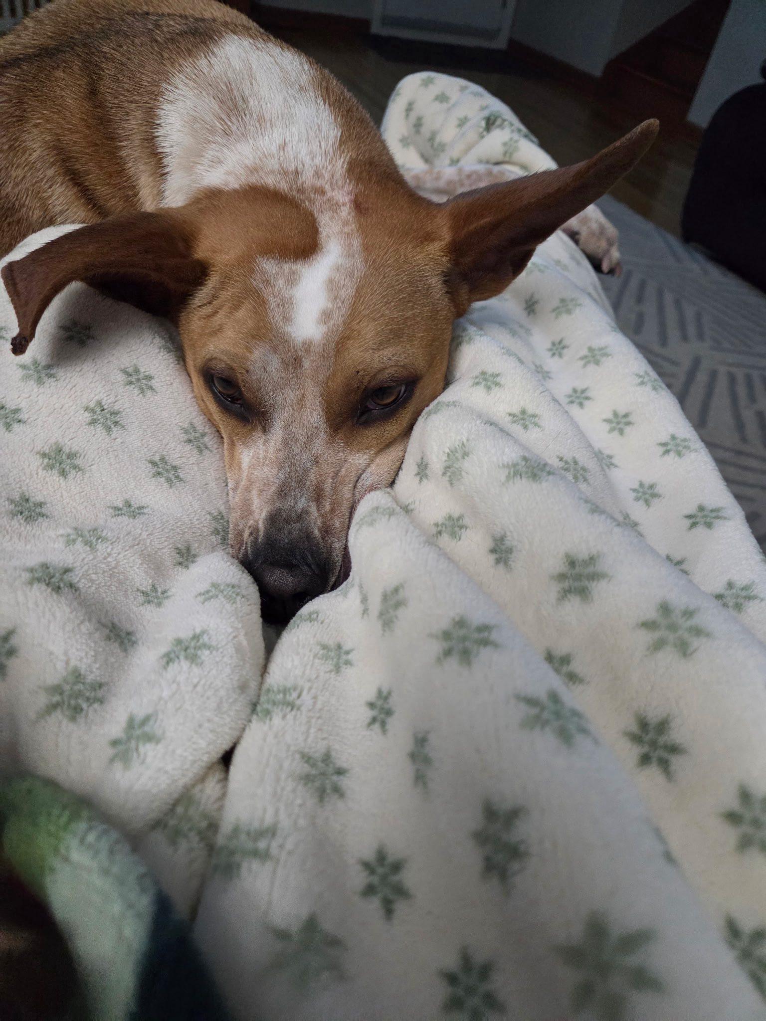 Enlarge Roxy, a Adoptable mixed breed in Woodstock, ON image 5/6