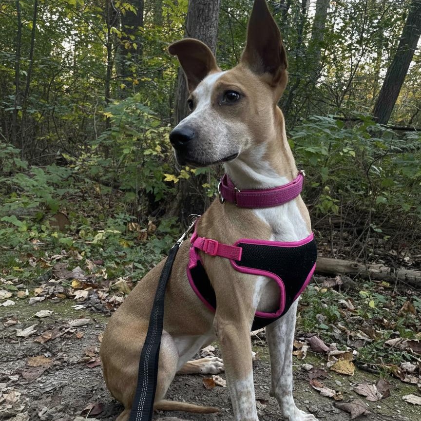Roxy, Adoptable, Young Female Cattle Dog & Terrier.