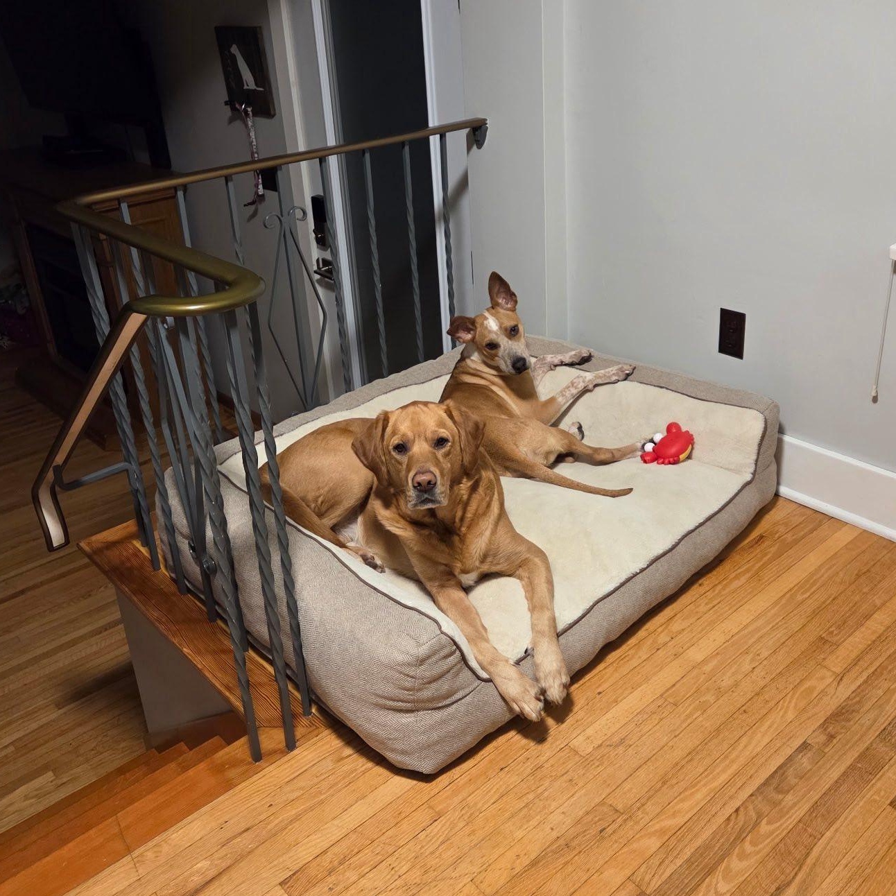 Roxy, a Adoptable mixed breed in Woodstock, ON image 2/4