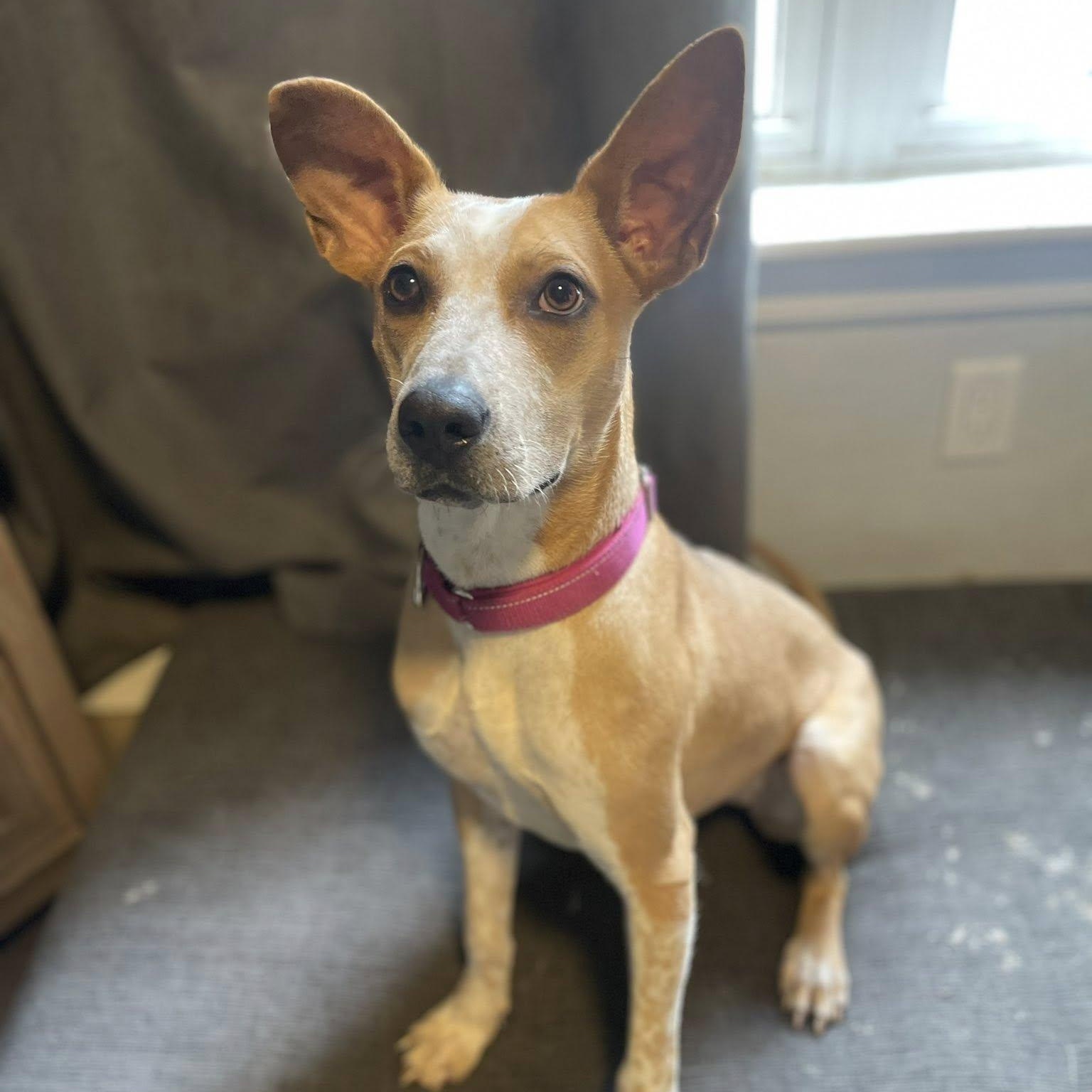 Roxy, a Adoptable mixed breed in Woodstock, ON image 3/4