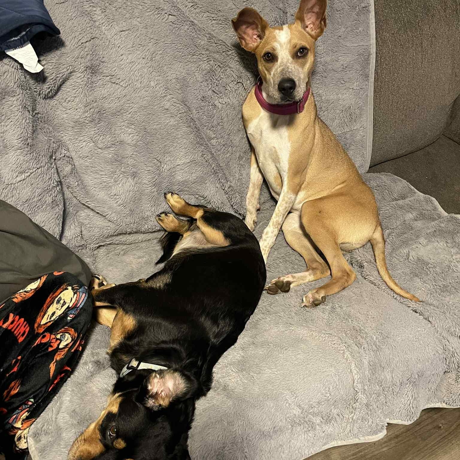 Roxy, a Adoptable mixed breed in Woodstock, ON image 4/4