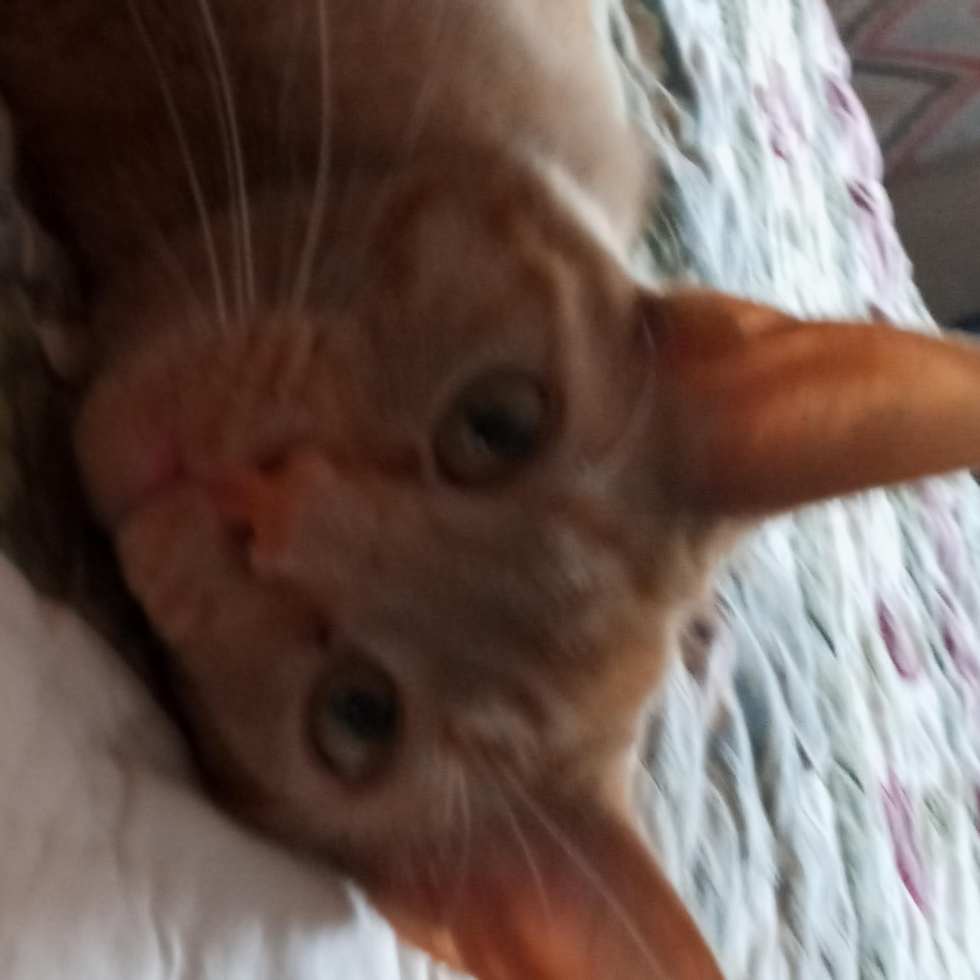 Sasha, a Adopted Tabby in Laurelville, OH image 5/6