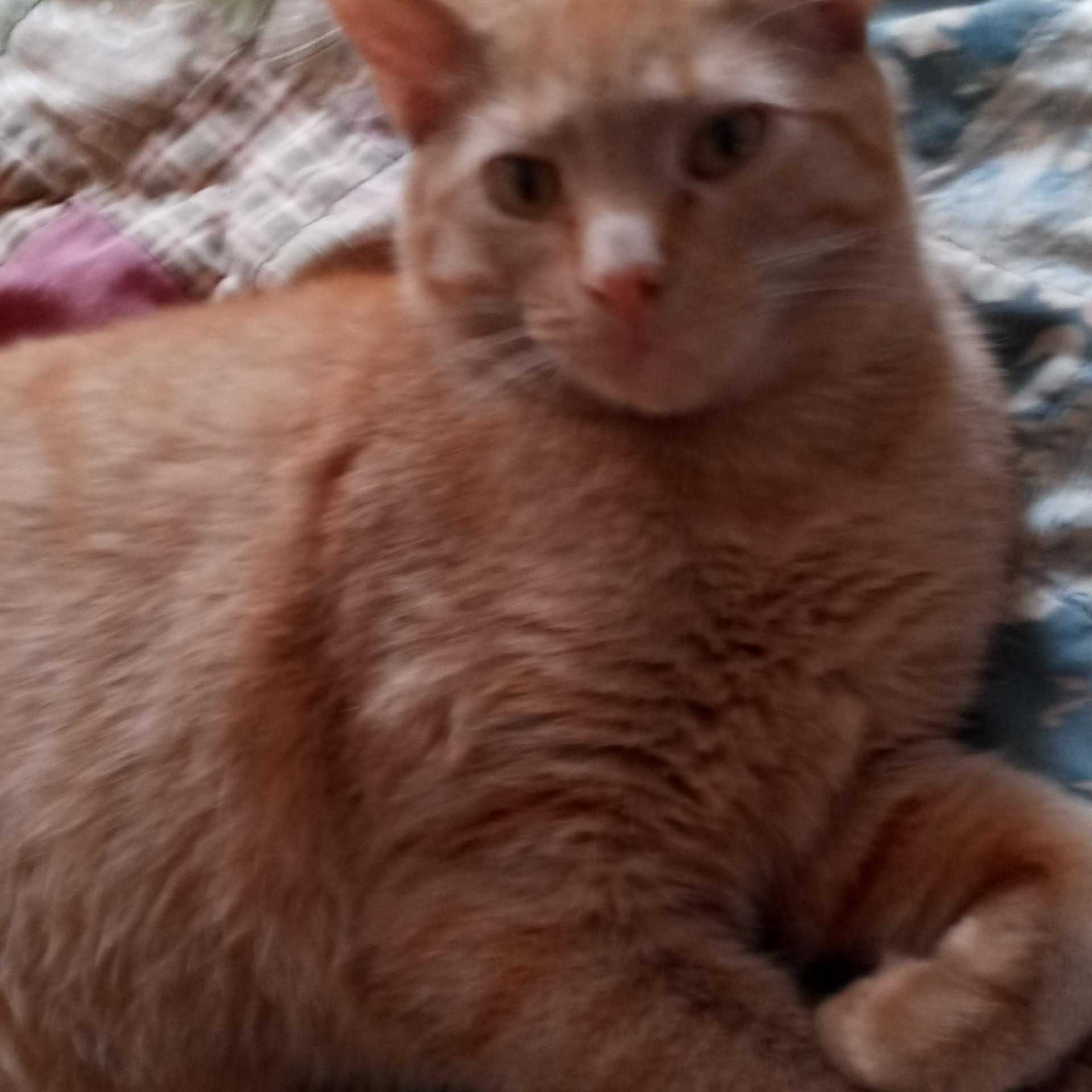 Sasha, a Adopted Tabby in Laurelville, OH image 2/6