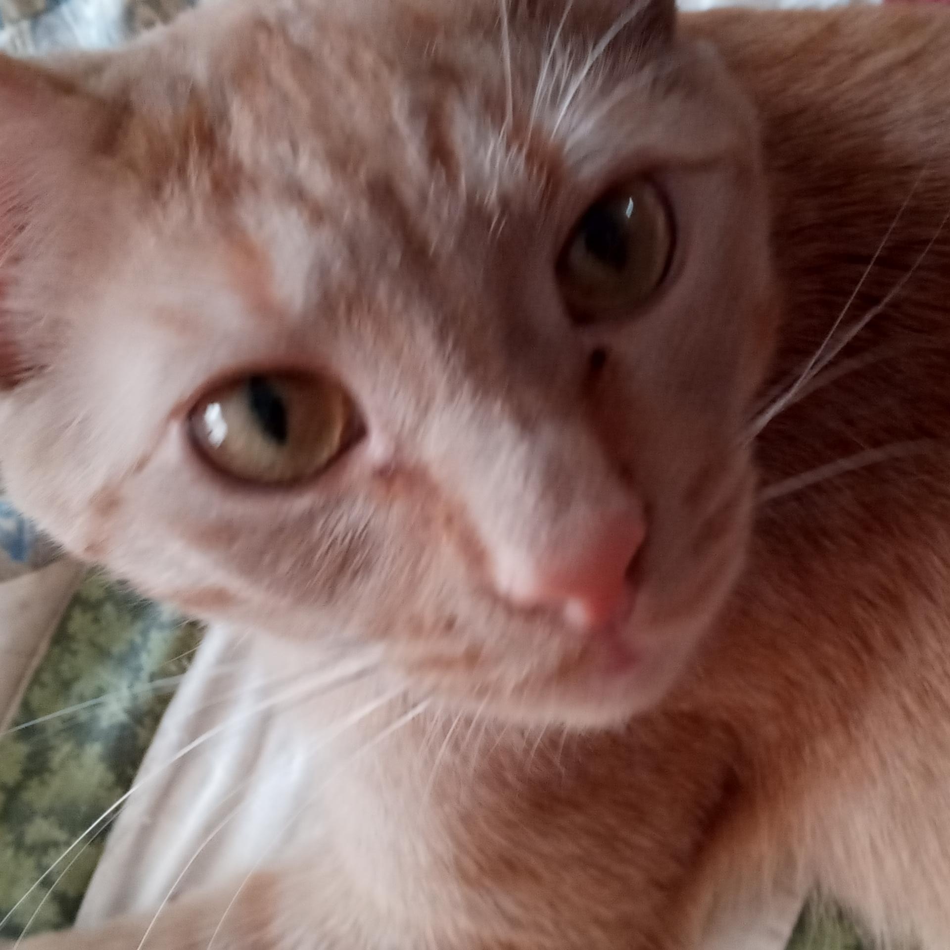 Sasha, a Adopted Tabby in Laurelville, OH image 3/6