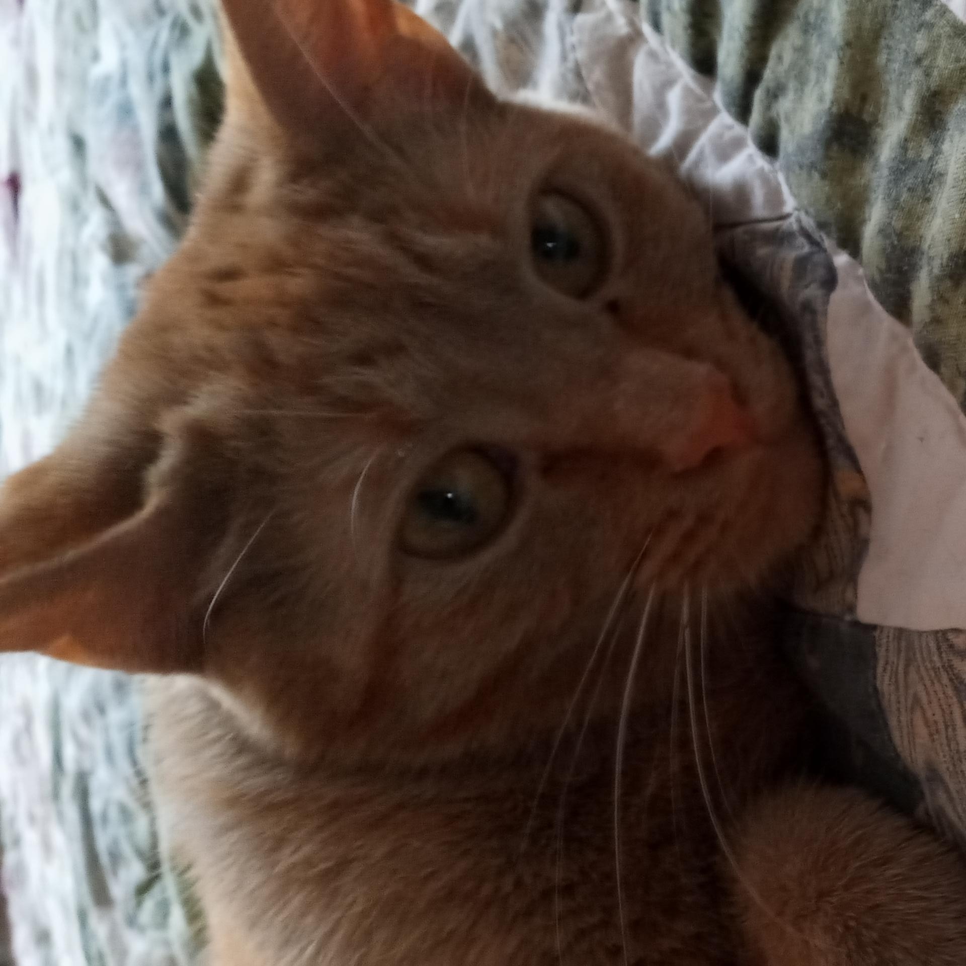 Sasha, Adopted, Young Female Tabby.