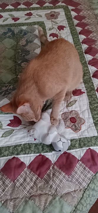 Enlarge Sasha, a Adopted Tabby in Laurelville, OH video 6/6