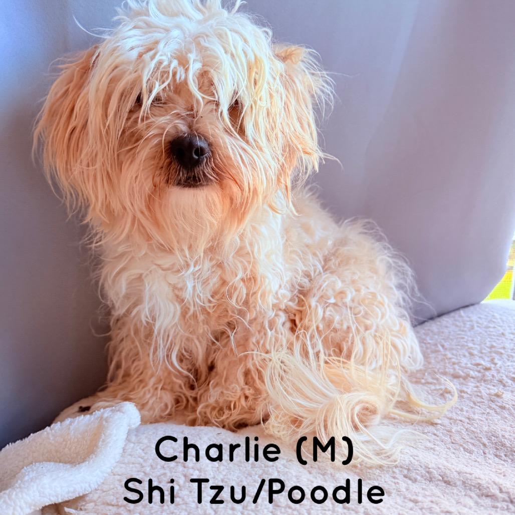 Enlarge Charlie, a Adoptable mixed breed in San Diego, CA image 1/6