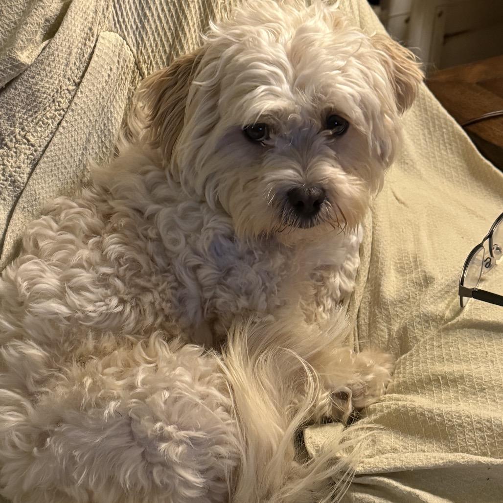 Enlarge Charlie, a Adoptable mixed breed in San Diego, CA image 2/6