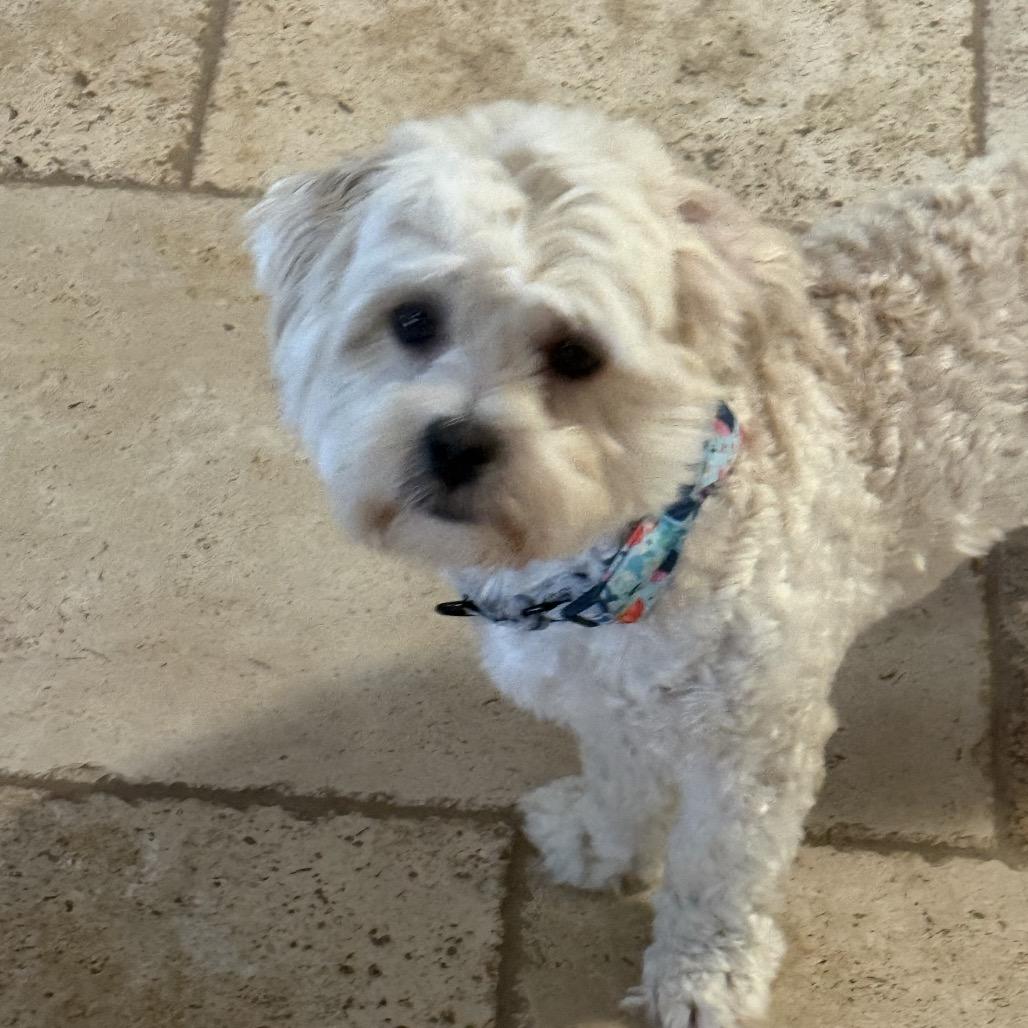 Enlarge Charlie, a Adoptable mixed breed in San Diego, CA image 3/6