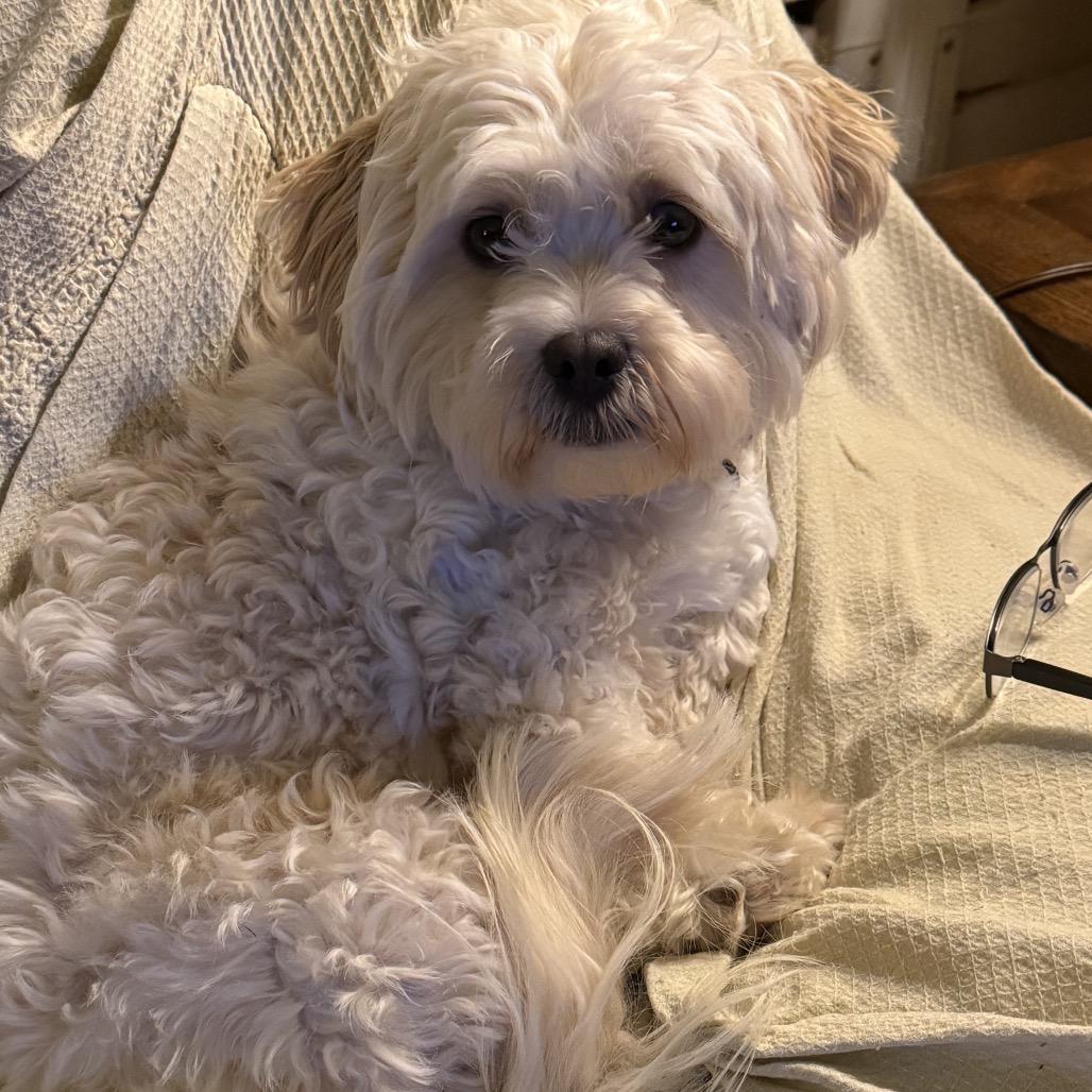 Enlarge Charlie, a Adoptable mixed breed in San Diego, CA image 4/6