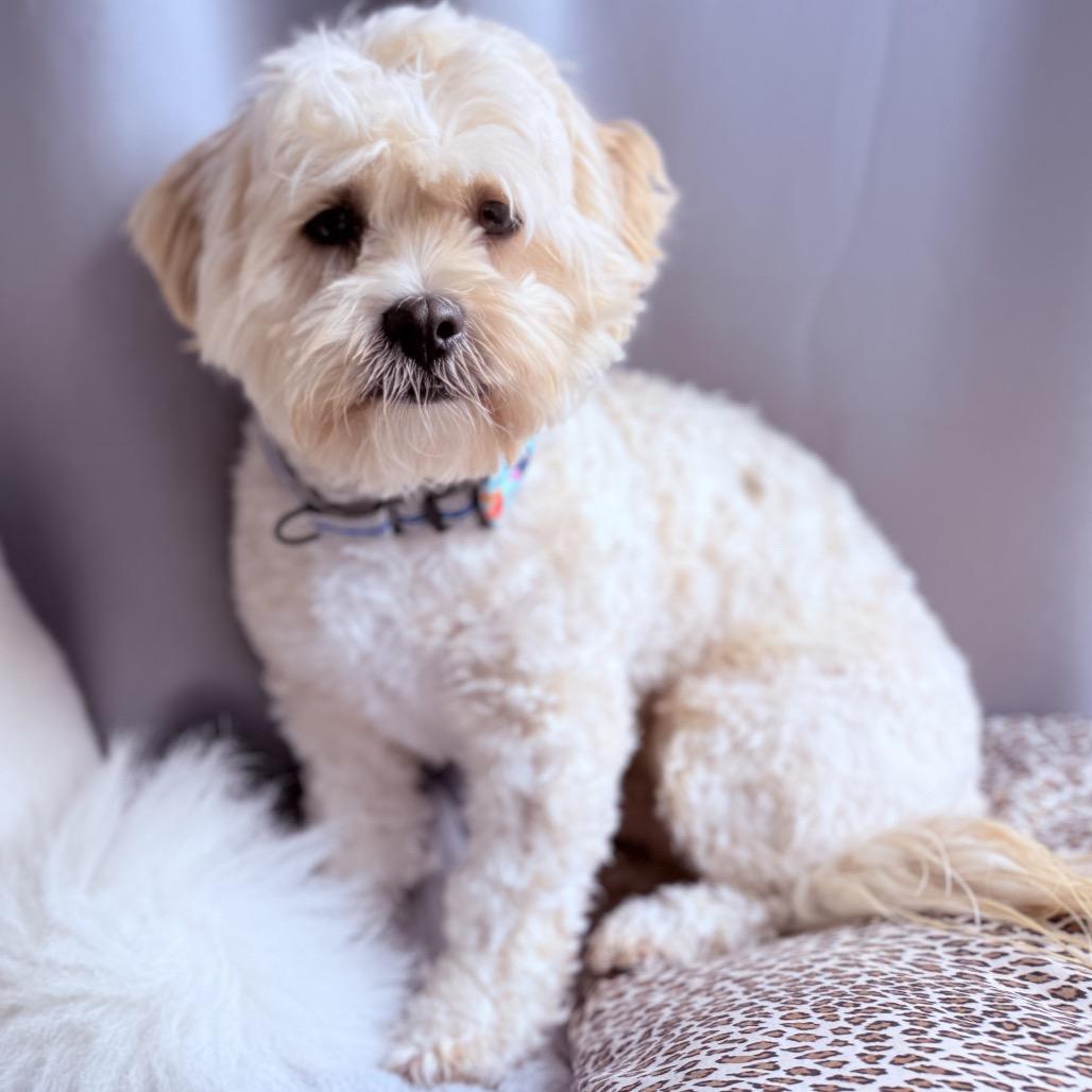 Enlarge Charlie, a Adoptable mixed breed in San Diego, CA image 5/6