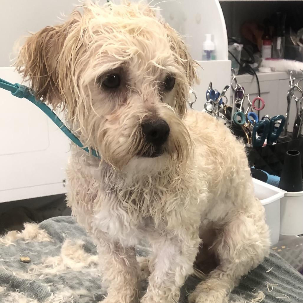 Enlarge Charlie, a Adoptable mixed breed in San Diego, CA image 6/6