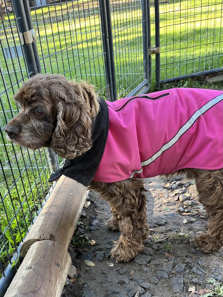 Tuxedo, Adoptable, Senior Male Cocker Spaniel.