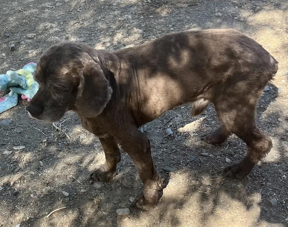 Tuxedo, Adoptable, Senior Male Cocker Spaniel.