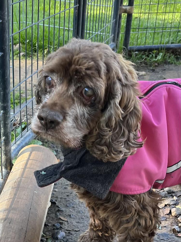 Tuxedo, a Adoptable Cocker Spaniel in Jamestown, CA image 3/6