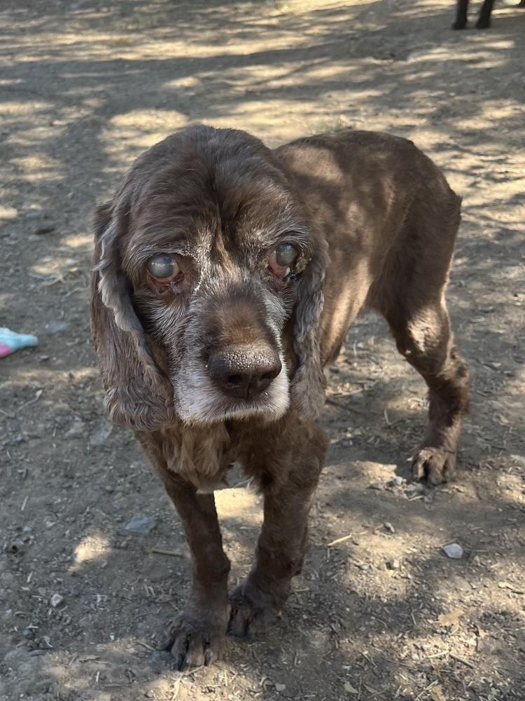 Tuxedo, a Adoptable Cocker Spaniel in Jamestown, CA image 2/3