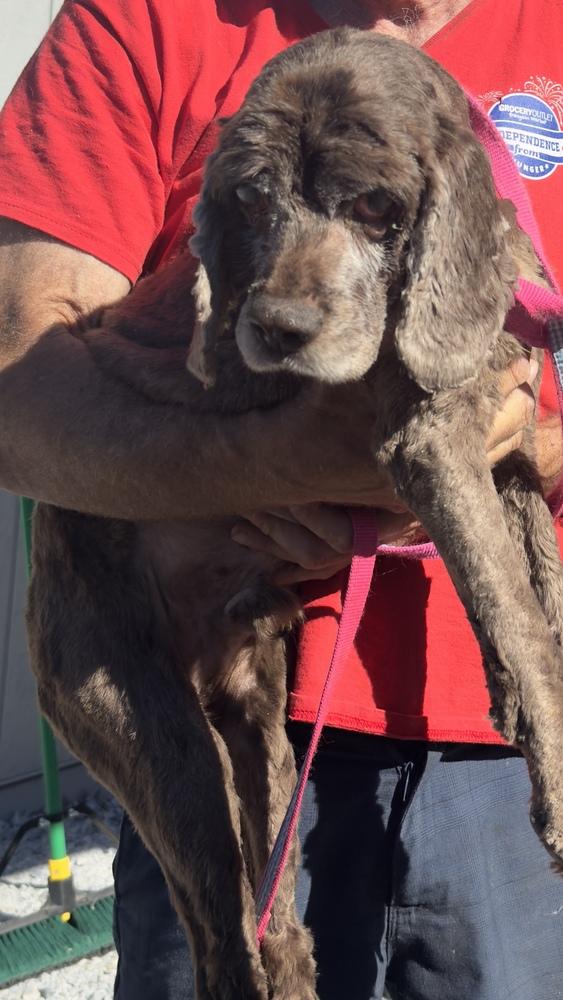 Tuxedo, a Adoptable Cocker Spaniel in Jamestown, CA image 3/3