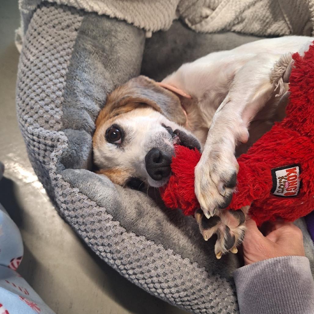 Enlarge Phoebe, a Adoptable Beagle in Daphne, AL image 4/4